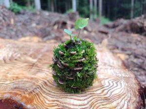 苔ぼっくり