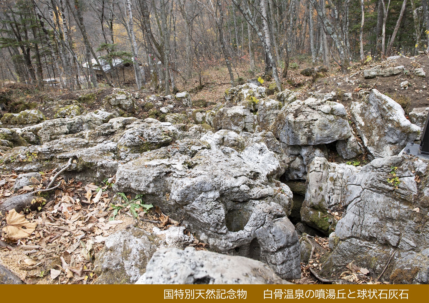白骨温泉の噴湯丘と球状石灰石
